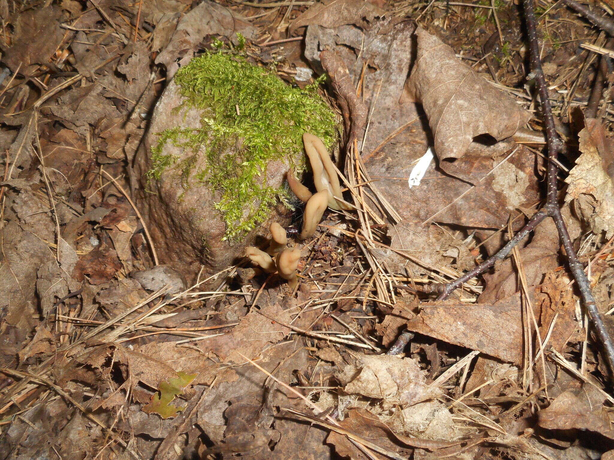 Image of Olive earthtongue