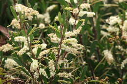 Imagem de Acacia mucronata Willd. ex H. L. Wendl.