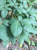 Imagem de Aesculus parviflora Walt.