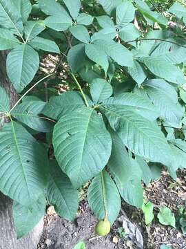 Imagem de Aesculus parviflora Walt.