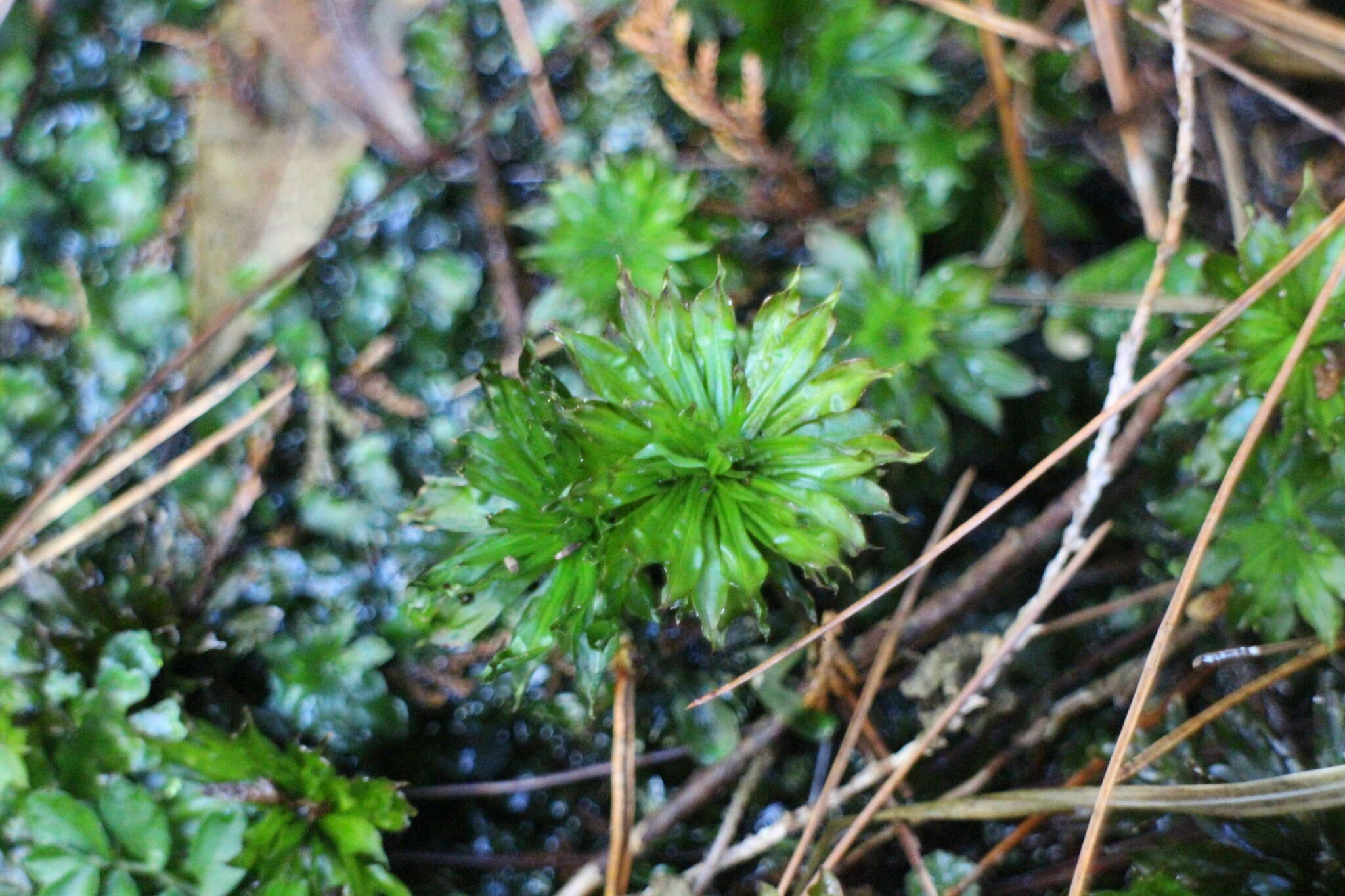 Image of Rhodobryum giganteum Paris 1898