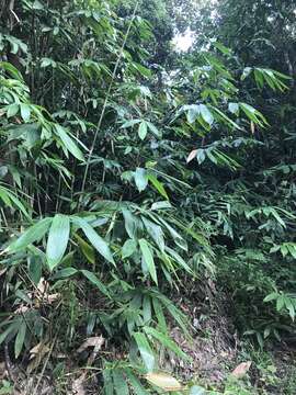 Слика од Gigantochloa ligulata Gamble