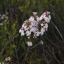 Image of Erica walkeria var. praestans