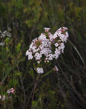 Image of Erica walkeria var. praestans