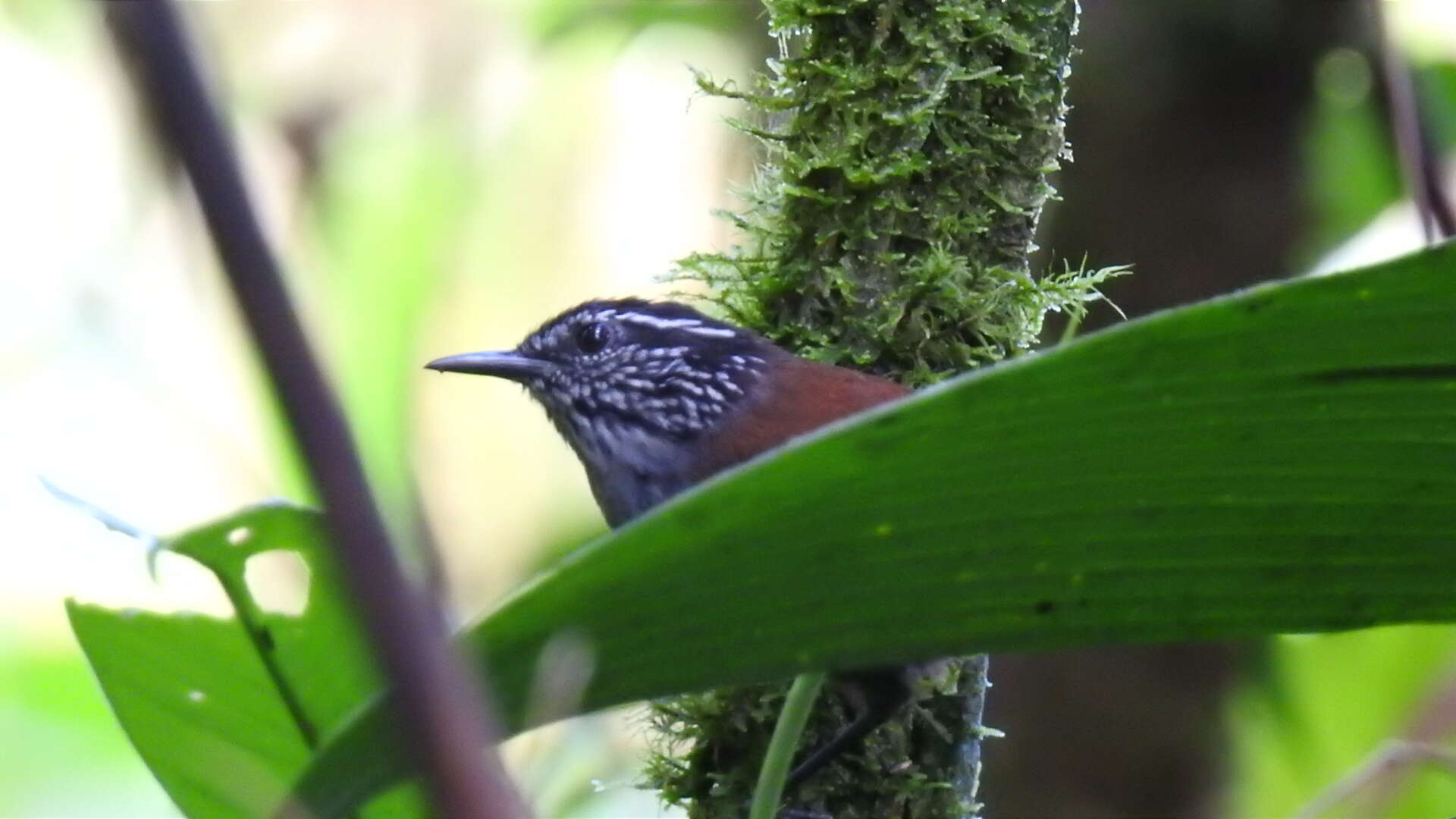 Image of Gray-breasted Wood-Wren