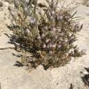 Image of Tecopa Salt-Bird's-Beak