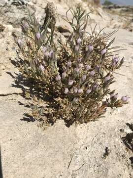 Image of Tecopa Salt-Bird's-Beak