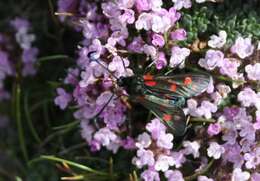 Image of six-spot burnet