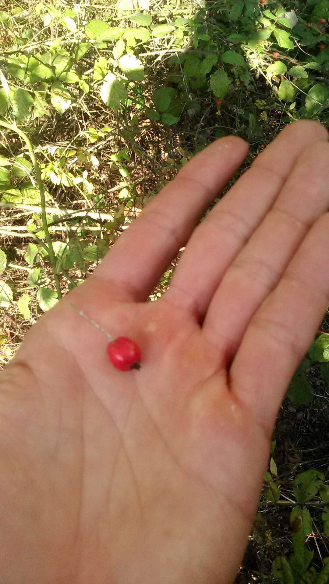 Image of Crataegus microphylla C. Koch