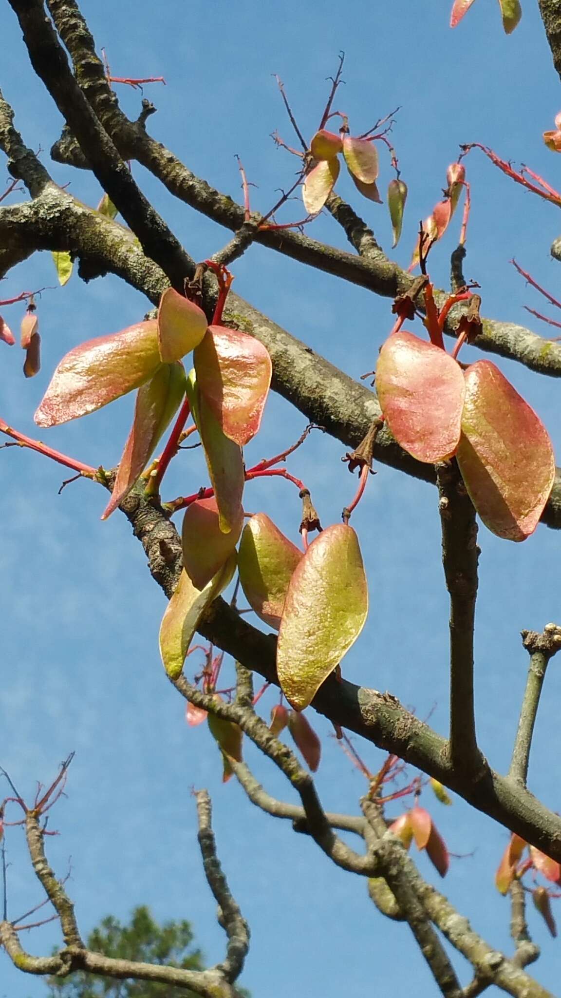 Imagem de Hildegardia erythrosiphon (Baill.) Kosterm.