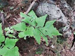 Image of Dwarf Spleenwort