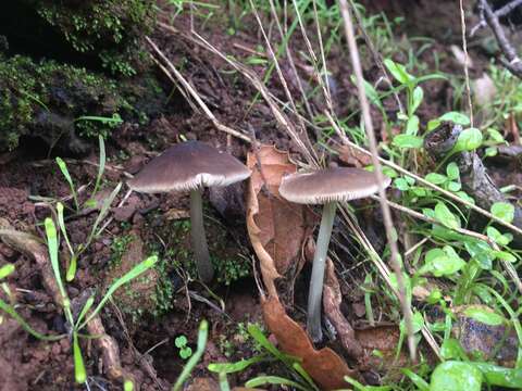 Image of Pluteus phaeocyanopus Minnis & Sundb. 2010