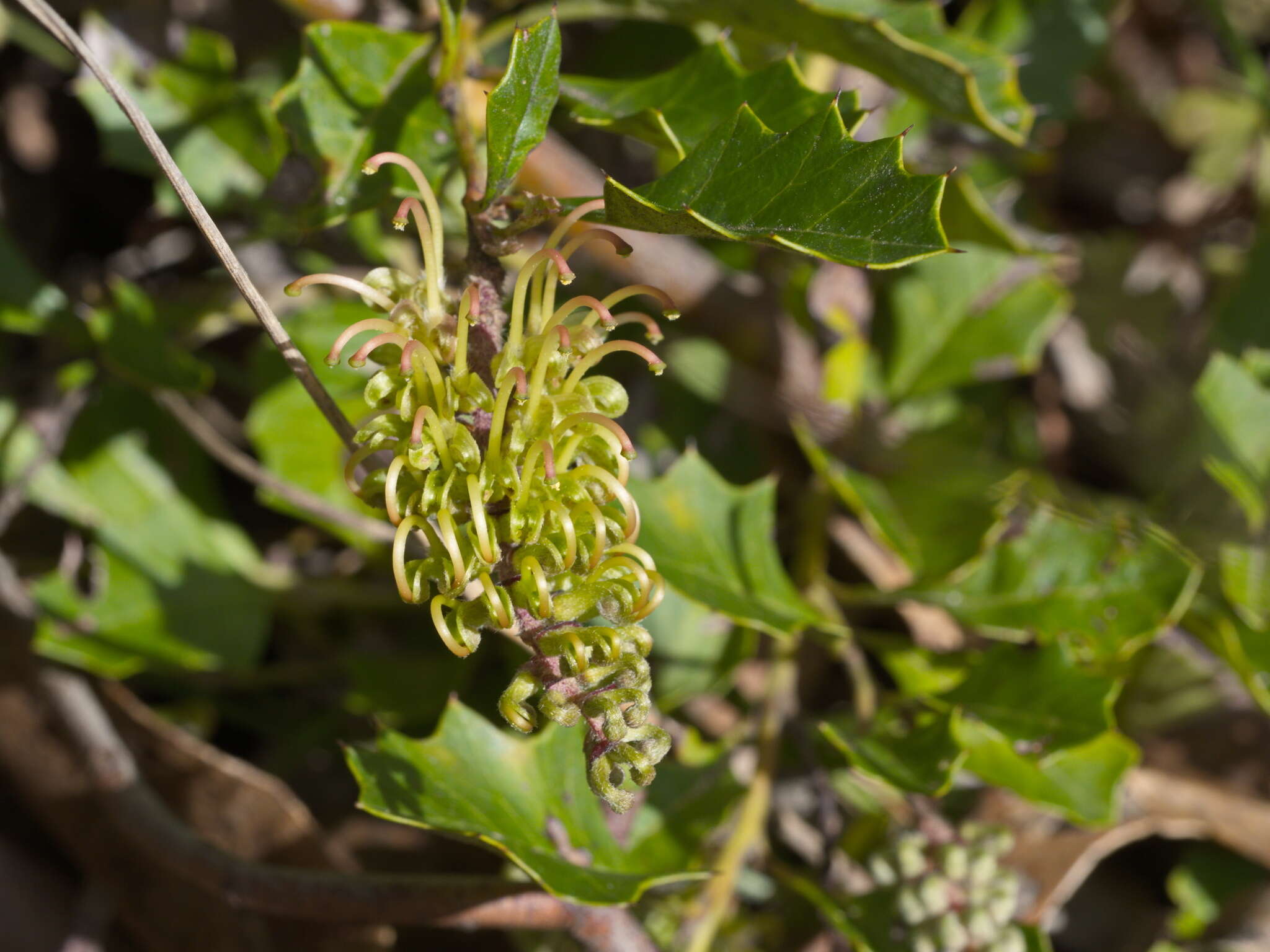 Image of Grevillea bedggoodiana J. H. Willis ex Mc Gill.