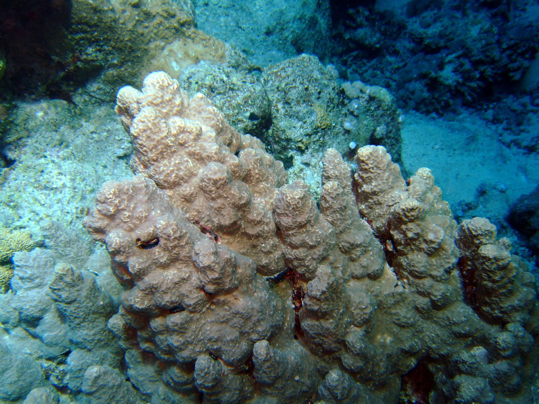 Image of Column coral