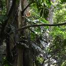 Image of Monstera siltepecana Matuda