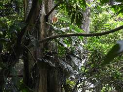 Image of Monstera siltepecana Matuda