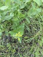 Слика од Baptisia simplicifolia Croom