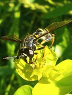 Image of Ceriana conopsoides (Linnaeus 1758)