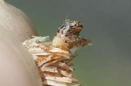 Image of Grass bagworm