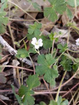 Image of cinquefoil geranium