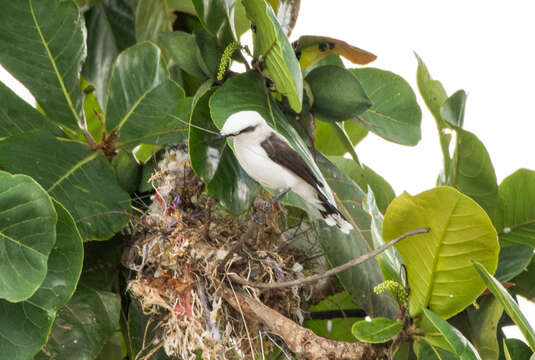 Image of Fluvicola nengeta nengeta (Linnaeus 1766)