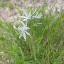 Amsonia ciliata var. tenuifolia (Raf.) Woodson resmi