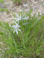 Amsonia ciliata var. tenuifolia (Raf.) Woodson resmi