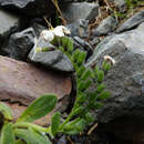 Image of Myosotis suavis Petrie