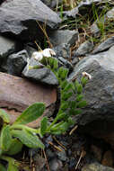 Image of Myosotis suavis Petrie