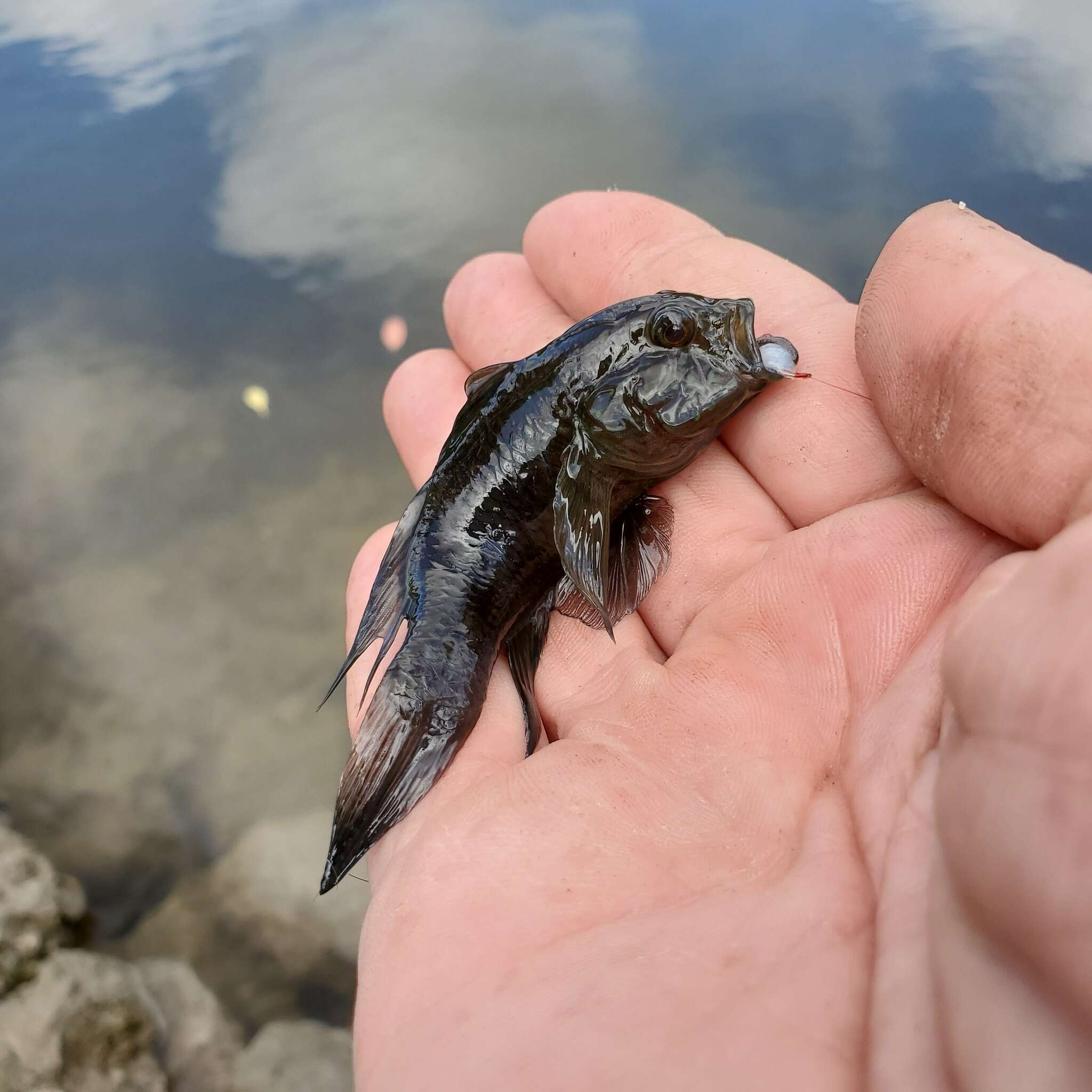 Image of Lophogobius