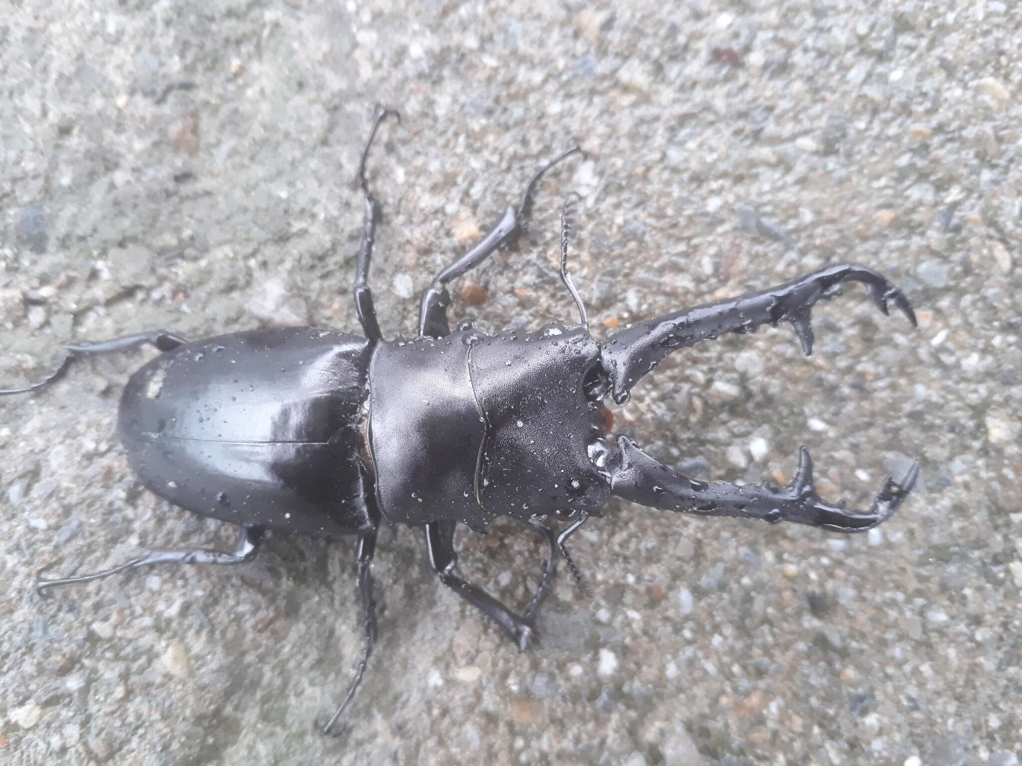 Image of Giraffe stag beetle