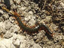 Image of Mediterranean banded centipede