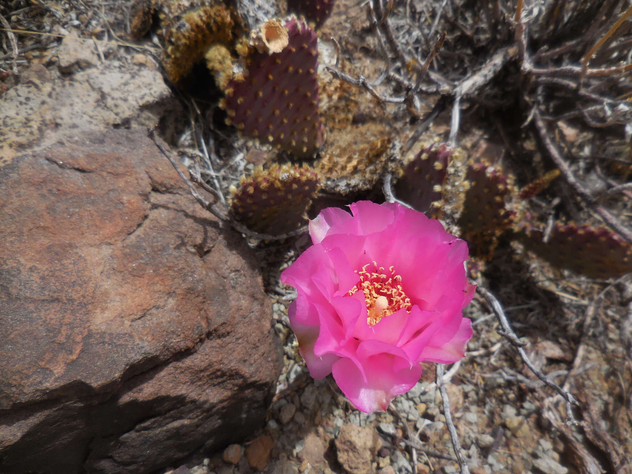 Image of beavertail pricklypear