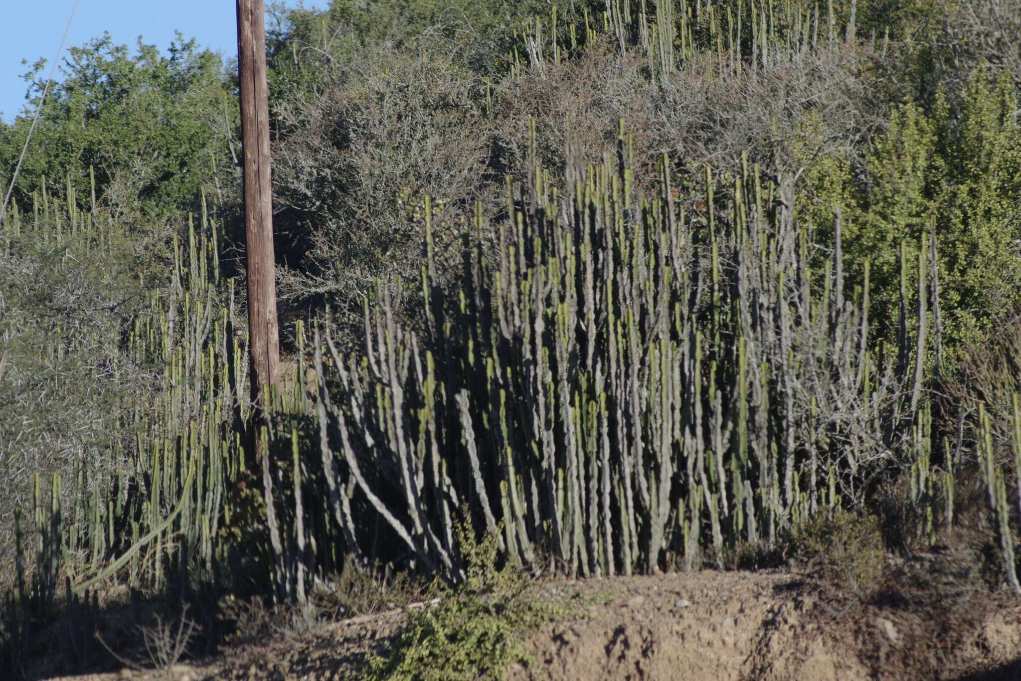 Euphorbia caerulescens Haw. resmi