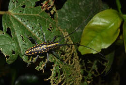 Image of Taeniotes cayennensis Thomson 1859