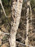 Vachellia bidwillii (Benth.) Kodela resmi