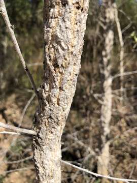 Image of Vachellia bidwillii (Benth.) Kodela