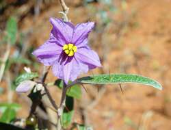 Image of Solanum austropiceum A. R. Bean