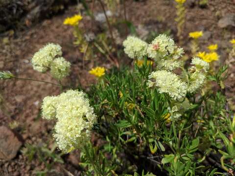 Image of rock buckwheat