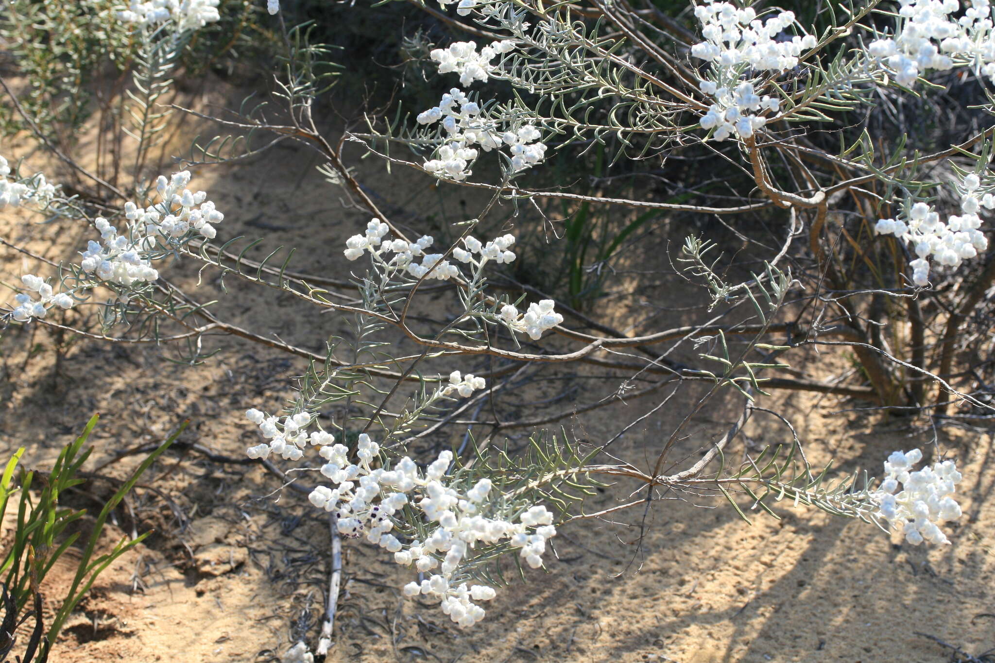 Image of Lachnostachys eriobotrya (F. Muell.) Druce