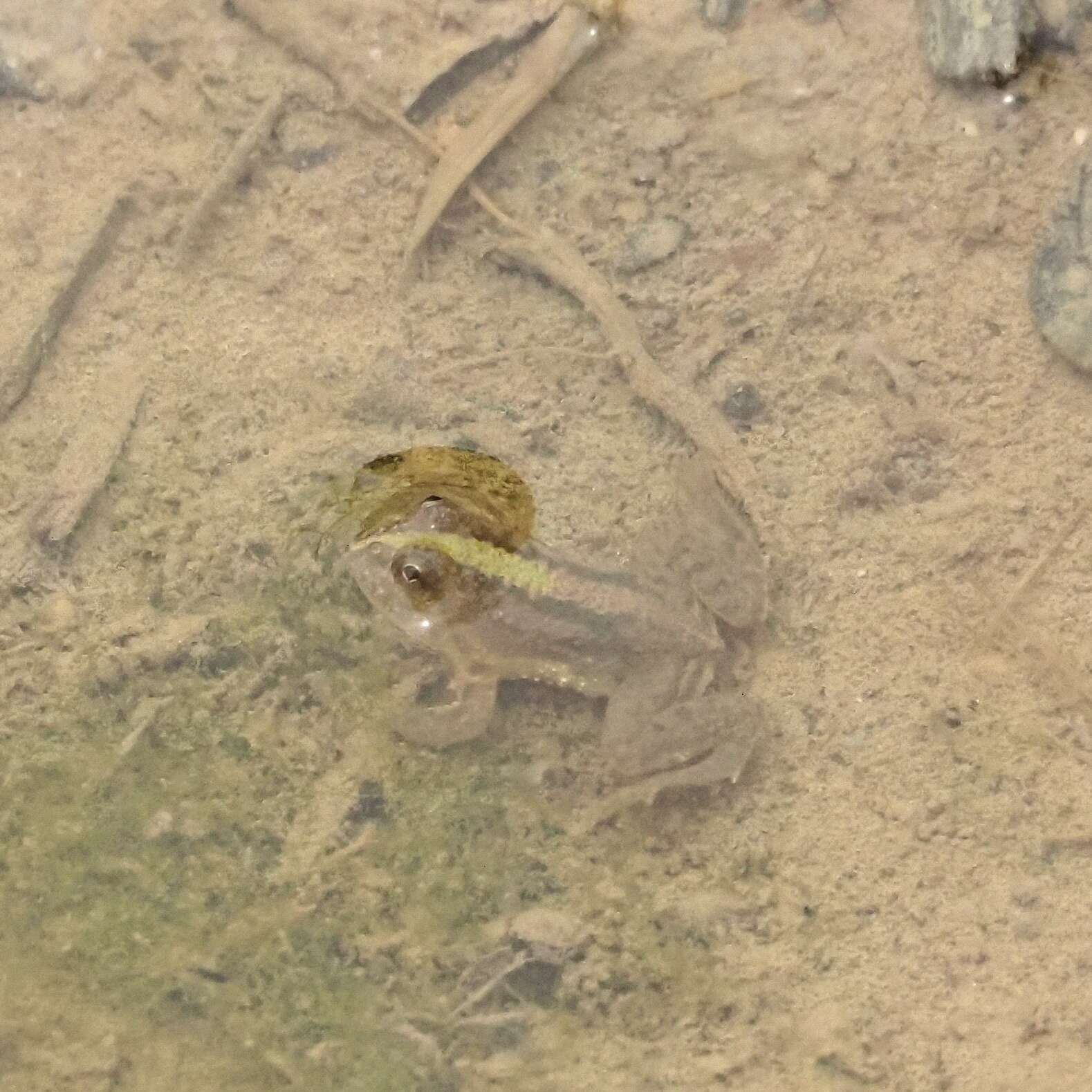 Image of Green Puddle Frog