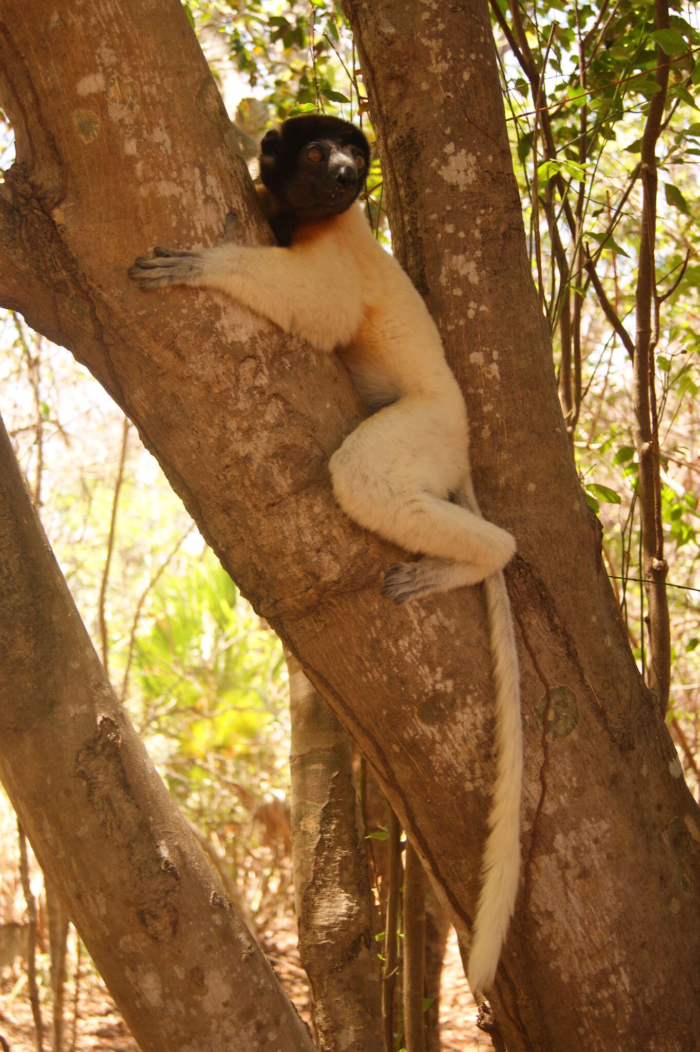 Image of Crowned Sifaka