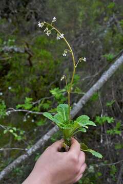 Imagem de Saxifraga spathularis Brot.