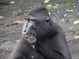 Image of Celebes crested macaque