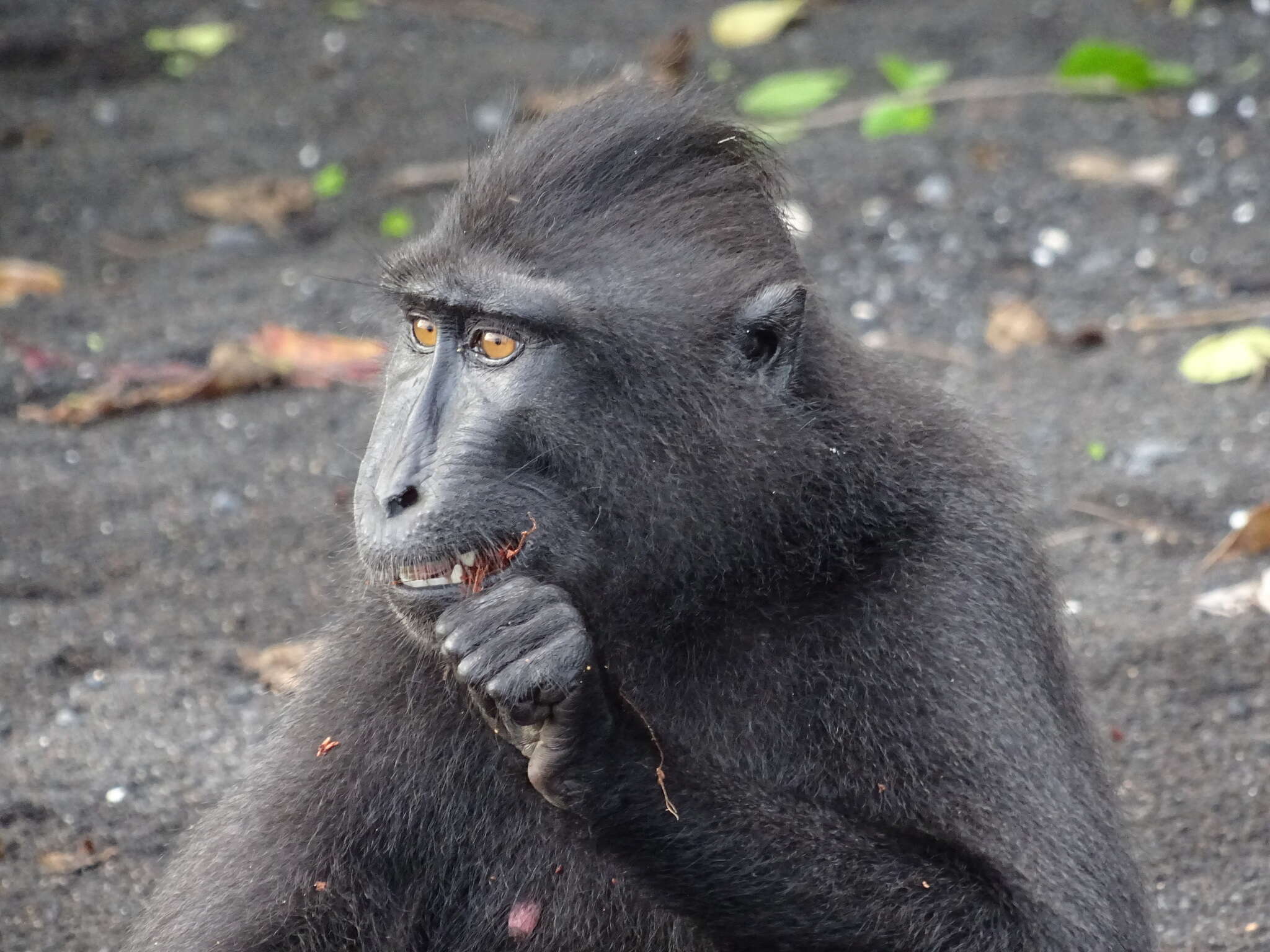 Image of Celebes crested macaque