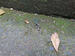 Image of Four-striped Skink