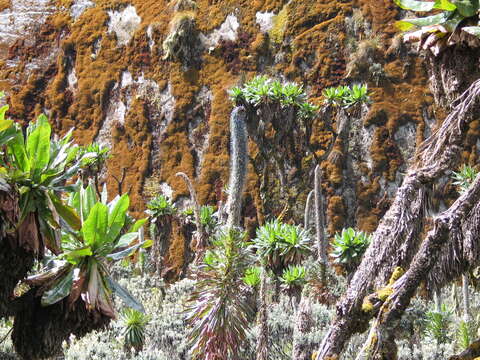 Image of Lobelia stuhlmannii Schweinf. ex Stuhlmann