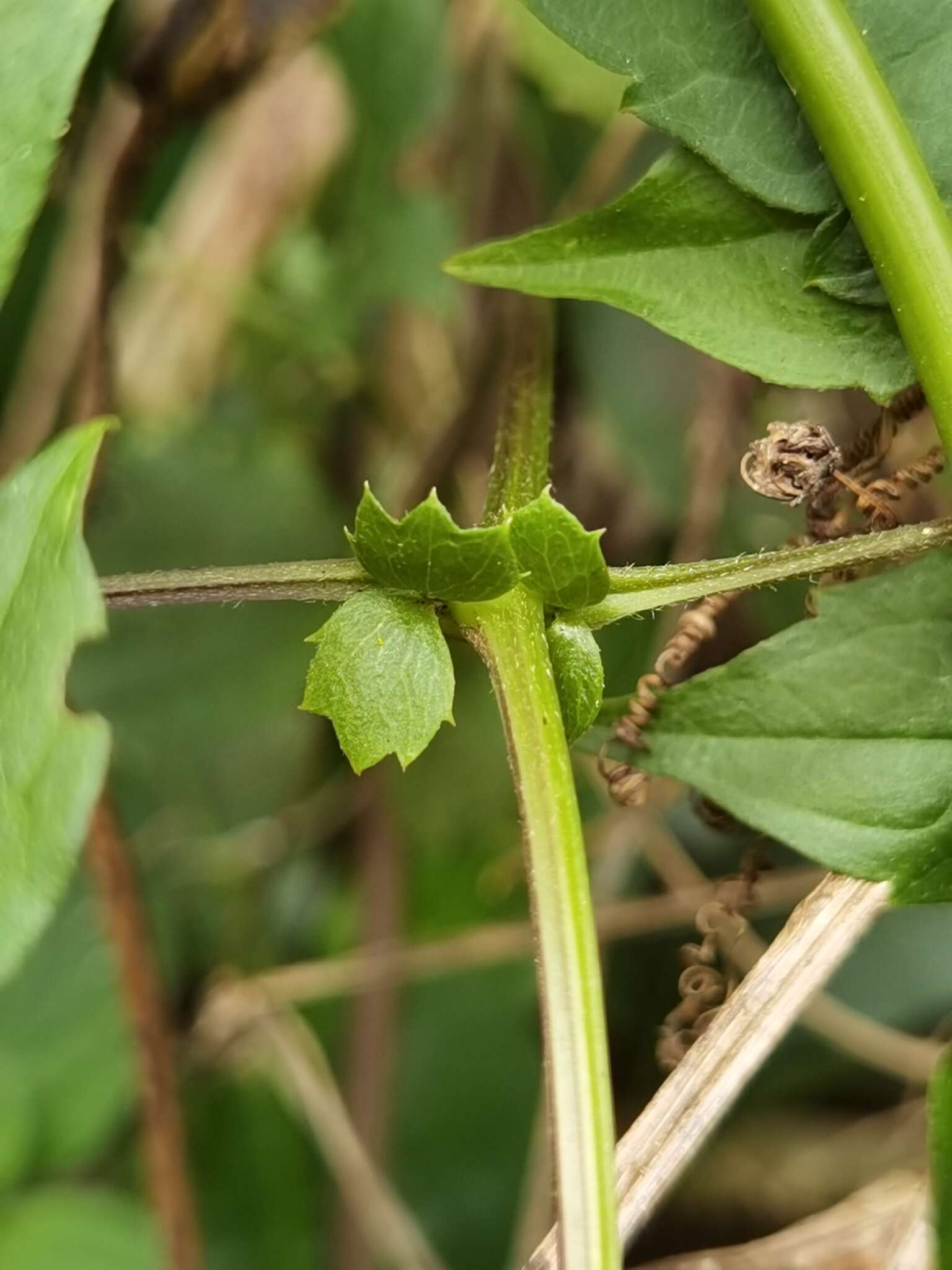 Imagem de Clematis polygama Jacq.