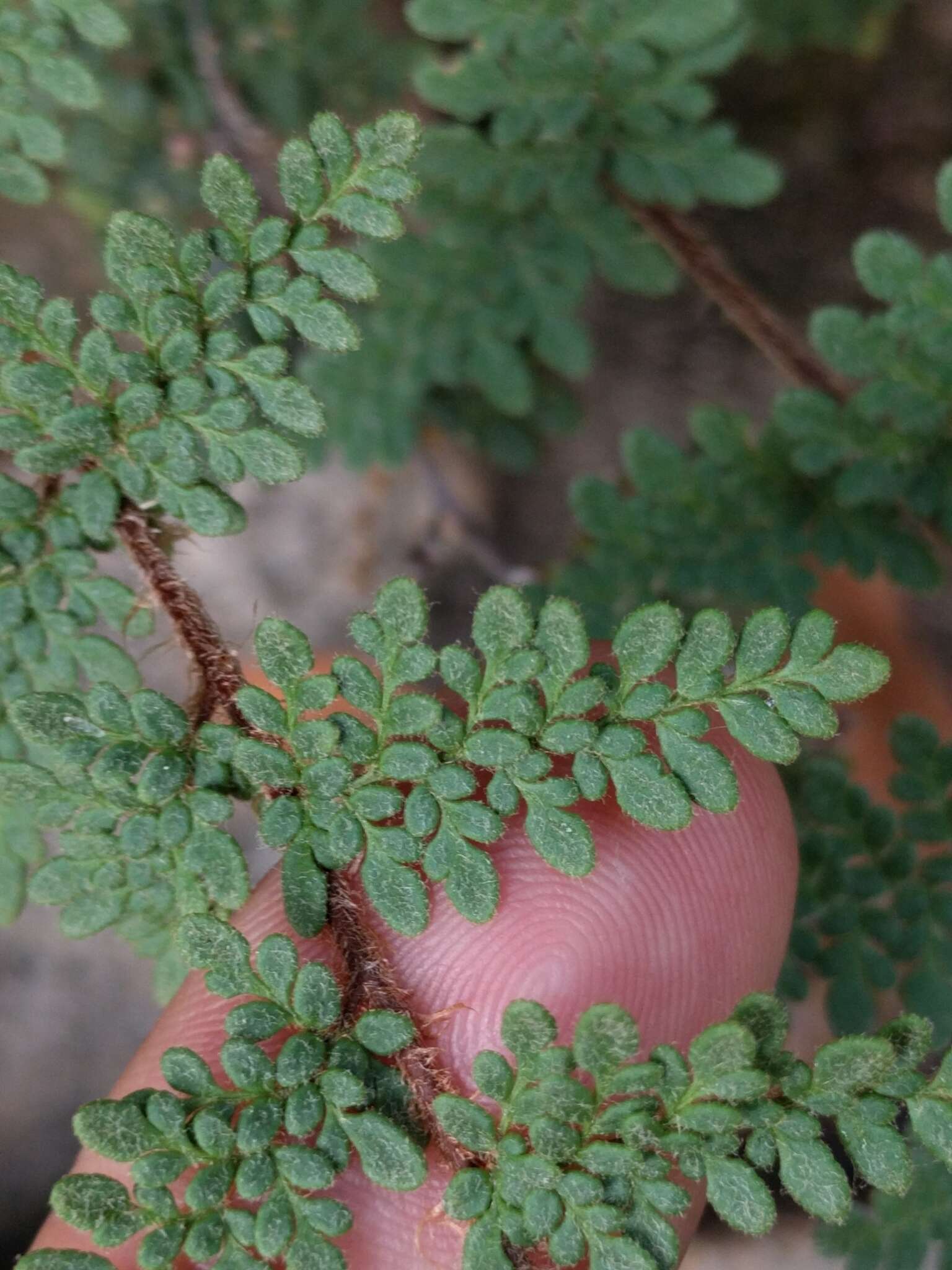 Image of Woolly lipfern