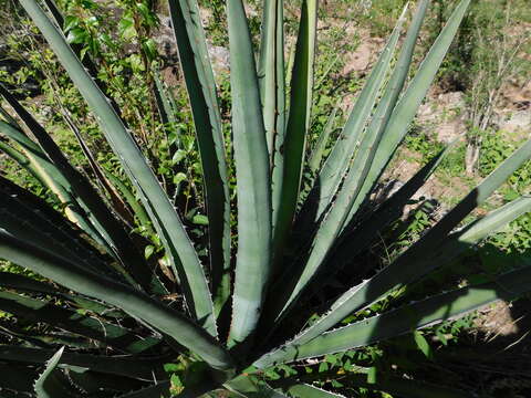 Image of Agave albomarginata Gentry